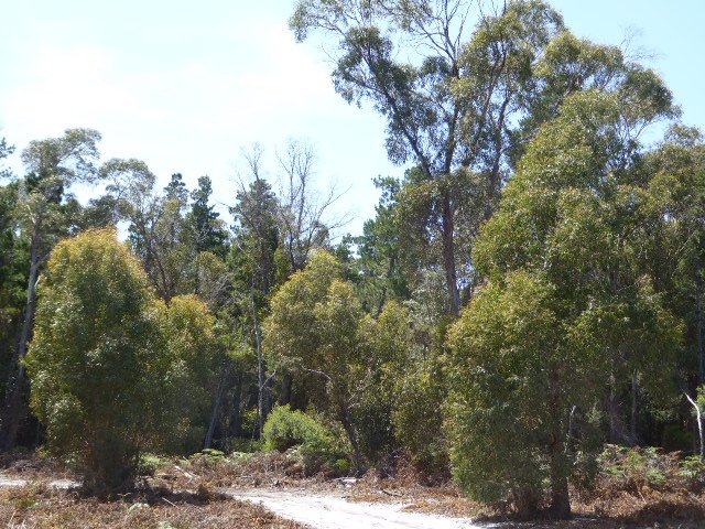 Photo - PID 6431995 Pot Boil Road, Lady Barron TAS 7255 - Image