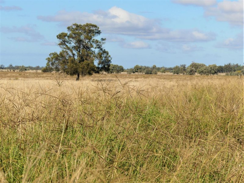 Photo - Pinora West 500 Lambing Flat Road, Jackson QLD 4426 - Image 8