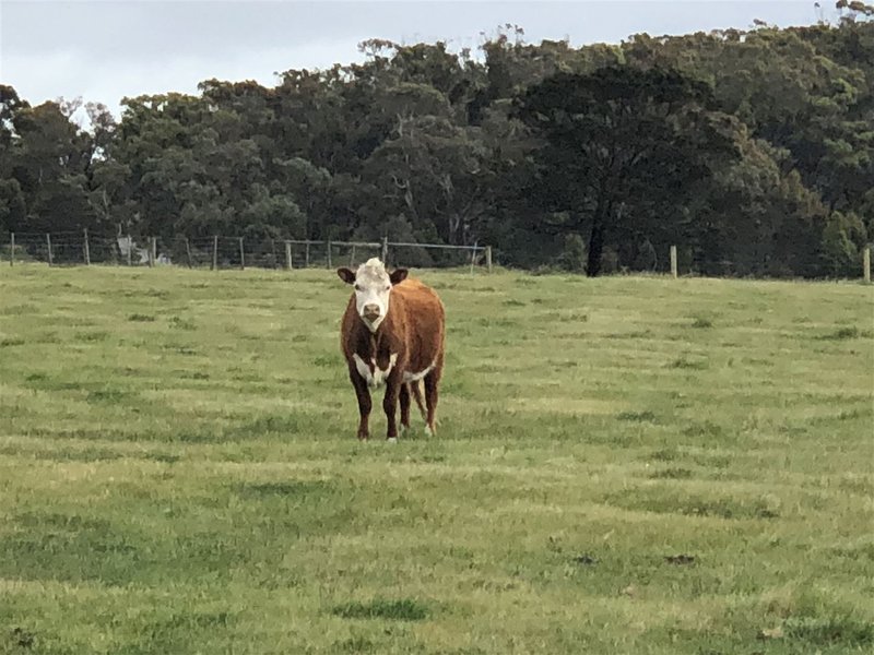 Photo - POC 163969P Happy Valley Road, Happy Valley VIC 3360 - Image 6