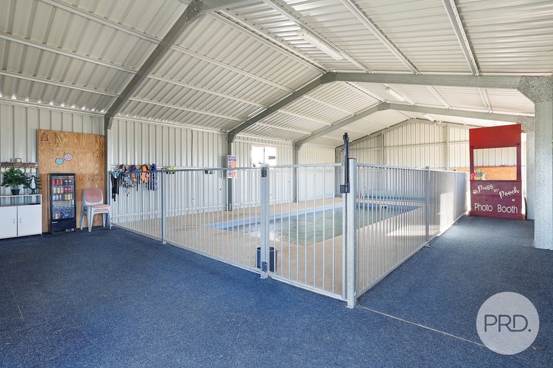 Photo - Precious Pets Boarding Kennel And Cattery , Tamworth NSW 2340 - Image 7