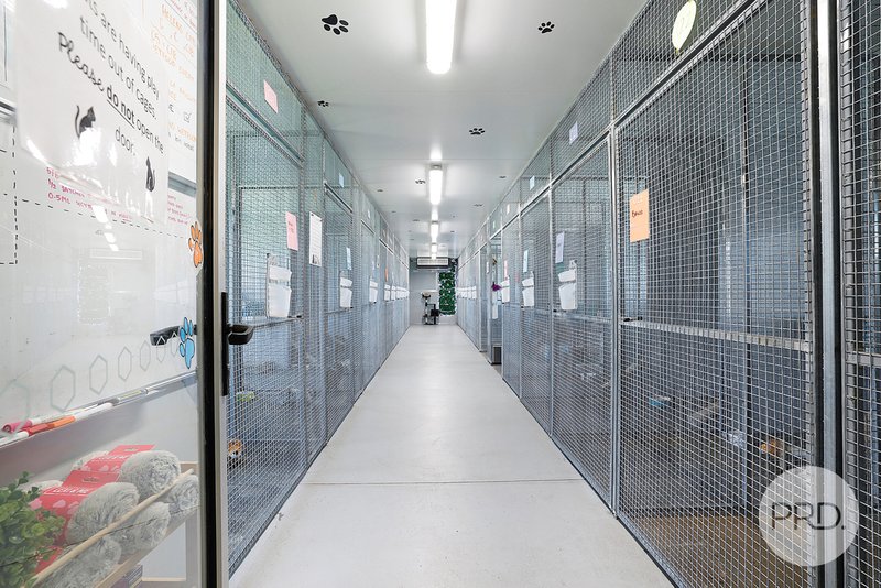 Photo - Precious Pets Boarding Kennel And Cattery , Tamworth NSW 2340 - Image 10