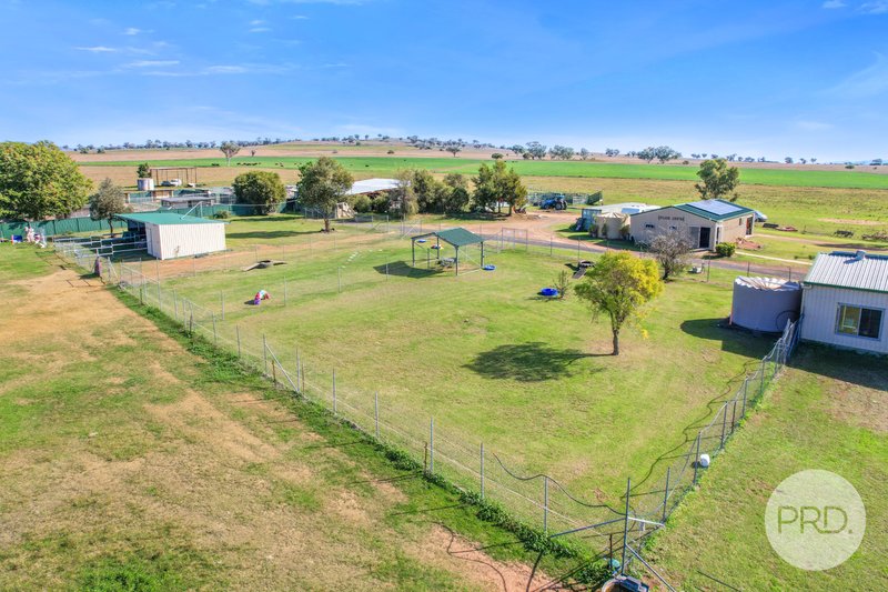 Photo - Precious Pets Boarding Kennel And Cattery , Tamworth NSW 2340 - Image 14