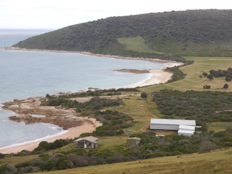 . Prime Seal Island (Bass Strait) , Whitemark TAS 7255