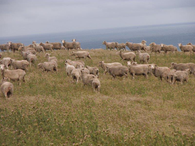 Photo - . Prime Seal Island (Bass Strait) , Whitemark TAS 7255 - Image 6