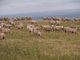 Photo - . Prime Seal Island (Bass Strait) , Whitemark TAS 7255 - Image 6