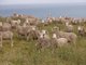 Photo - . Prime Seal Island (Bass Strait) , Whitemark TAS 7255 - Image 11