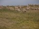 Photo - . Prime Seal Island (Bass Strait) , Whitemark TAS 7255 - Image 15