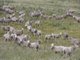 Photo - . Prime Seal Island (Bass Strait) , Whitemark TAS 7255 - Image 16