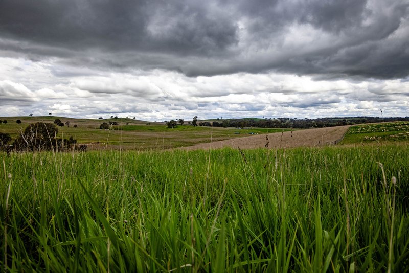 Photo - "Reynoldsdale", 1056 Lachlan Valley Way, Boorowa NSW 2586 - Image 6