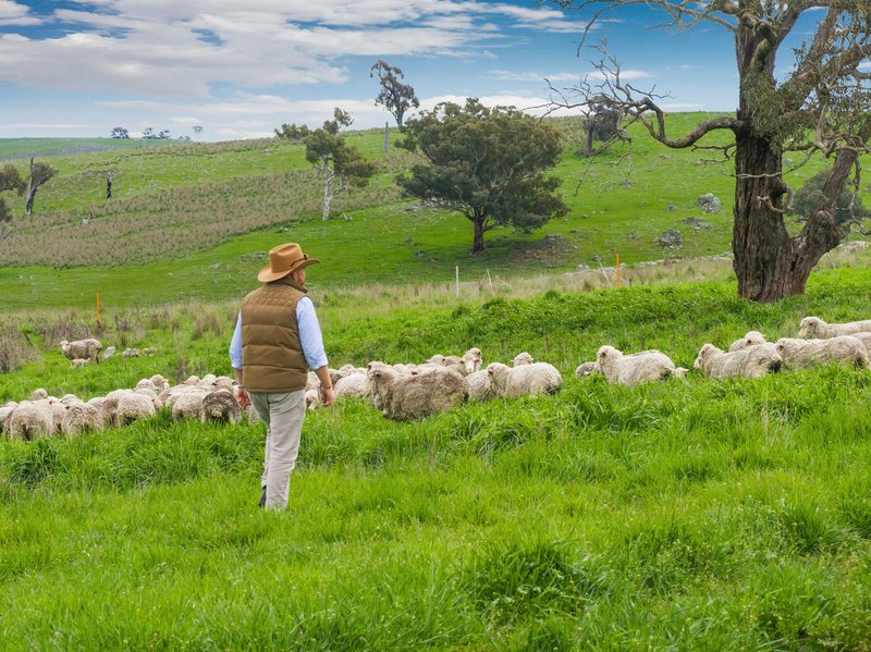 Photo - "Reynoldsdale", 1056 Lachlan Valley Way, Boorowa NSW 2586 - Image 7