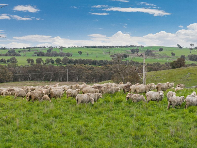 Photo - "Reynoldsdale", 1056 Lachlan Valley Way, Boorowa NSW 2586 - Image 14