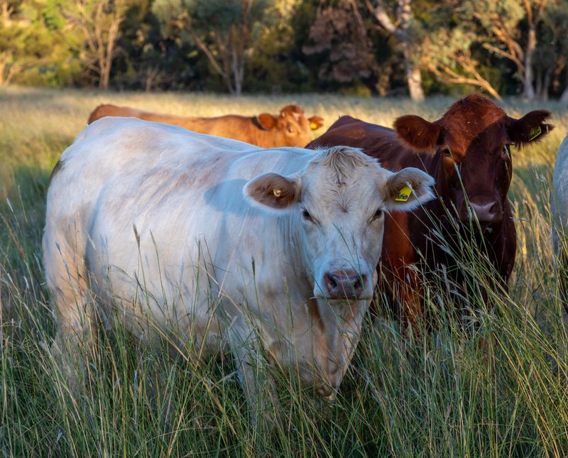 Photo - 'Riverstone' Riverstone Road, Upper Horton NSW 2347 - Image 4