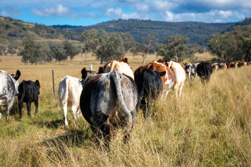 Photo - 'Riverstone' Riverstone Road, Upper Horton NSW 2347 - Image 10