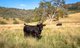 Photo - 'Riverstone' Riverstone Road, Upper Horton NSW 2347 - Image 12