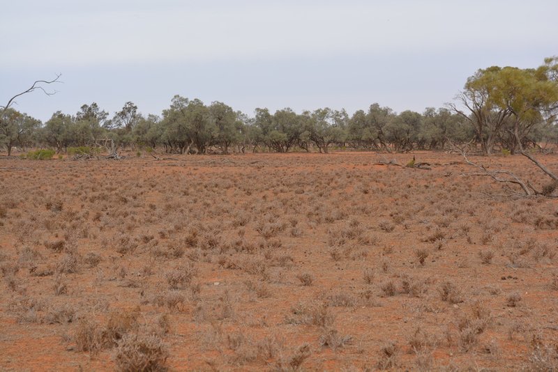 Rosewood Station , Wilcannia NSW 2836 Real Estate Industry Partners