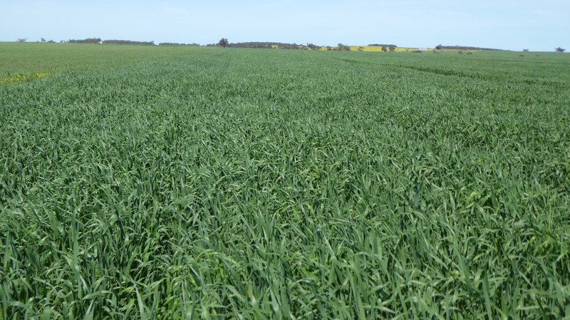 S606 Swedes Flat Road, Mundulla West SA 5270