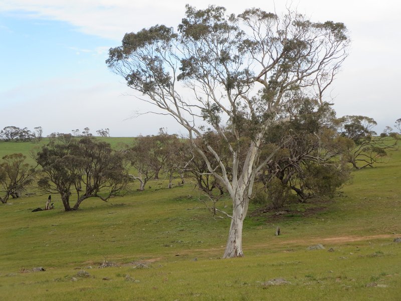 Photo - Sec 9115 Bremer Valley And Bondleigh Road, Rockleigh SA 5254 - Image 6