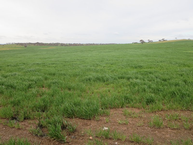 Photo - Sec 9115 Bremer Valley And Bondleigh Road, Rockleigh SA 5254 - Image 8