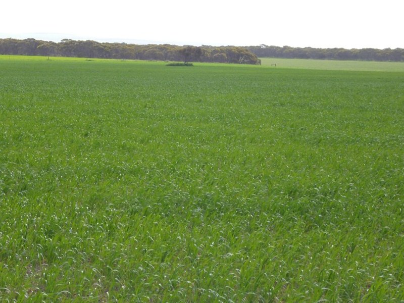 Photo - Sect 519 Flagstaff Rd , Murray Bridge SA 5253 - Image 16