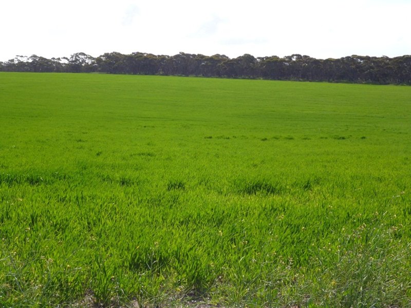 Photo - Sect 519 Flagstaff Rd , Murray Bridge SA 5253 - Image 17