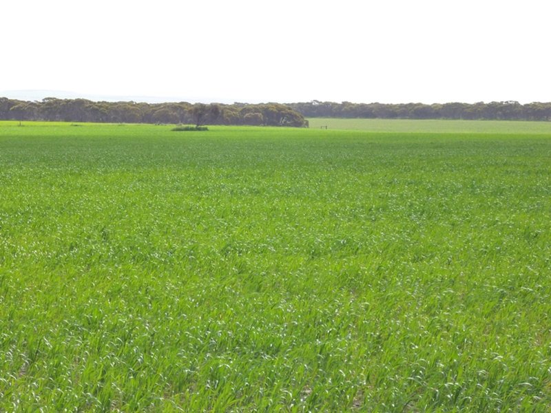 Photo - Sect 519 Flagstaff Rd , Murray Bridge SA 5253 - Image 19