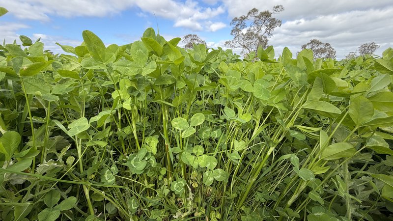 Photo - Section 21 Badmans Road, Frances SA 5262 - Image 2