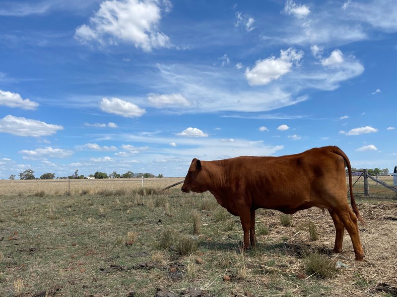 Photo - "Silverleigh" 267 Kingsthorpe Silverleigh Road, Yalangur QLD 4352 - Image 4