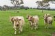 Photo - 'Smithfield', 266 Gooda Creek Road, Murrumbateman NSW 2582 - Image 29