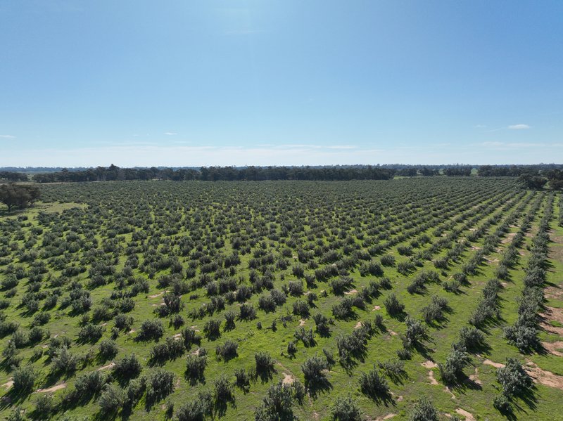 Photo - " SOUTH YALOKE" Wakool Road, Deniliquin NSW 2710 - Image 20