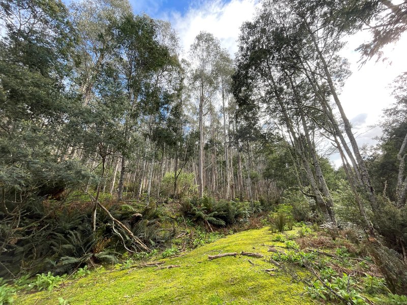 Photo - . St Columba Falls Road, Pyengana TAS 7216 - Image 12