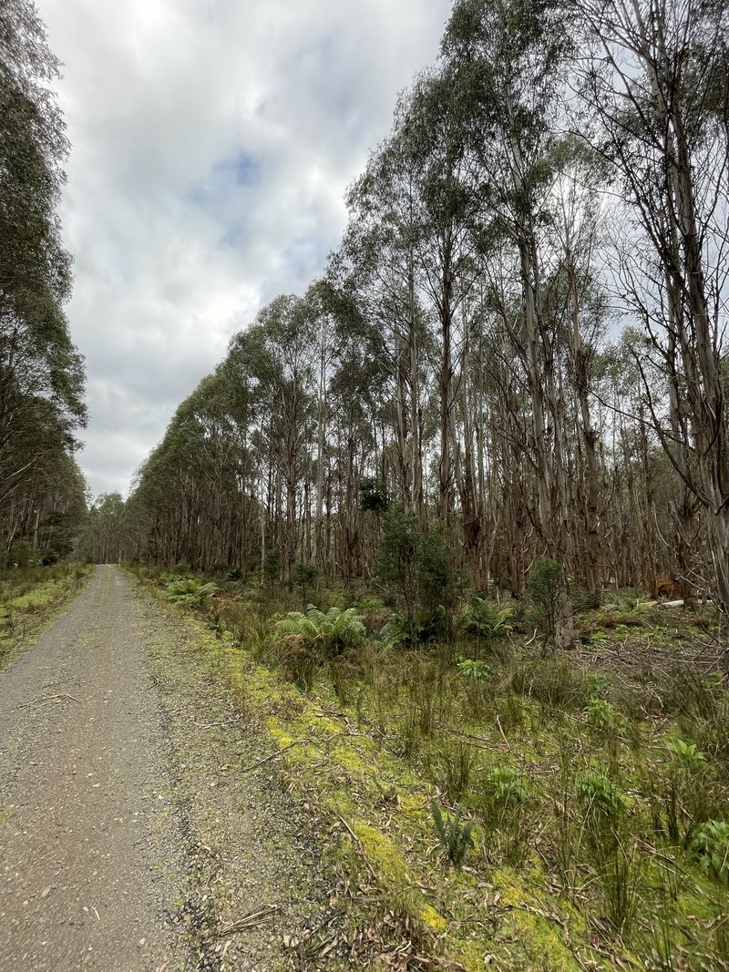 Photo - . St Columba Falls Road, Pyengana TAS 7216 - Image 13