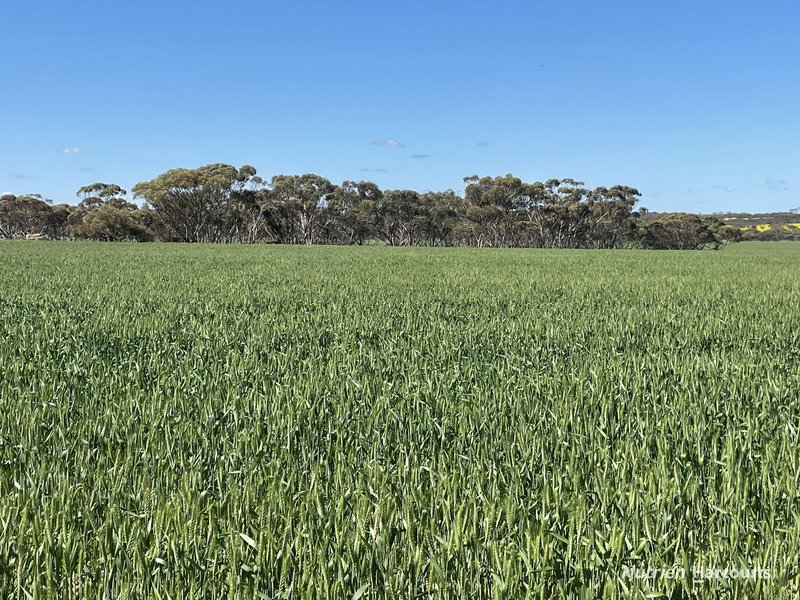 Photo - . Stent Road, Pingaring WA 6357 - Image 12