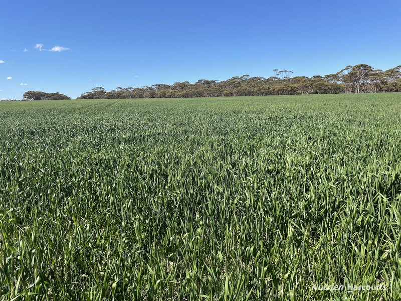 Photo - . Stent Road, Pingaring WA 6357 - Image 21