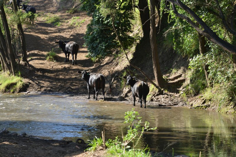 Photo - Tabragalba QLD 4285 - Image 4