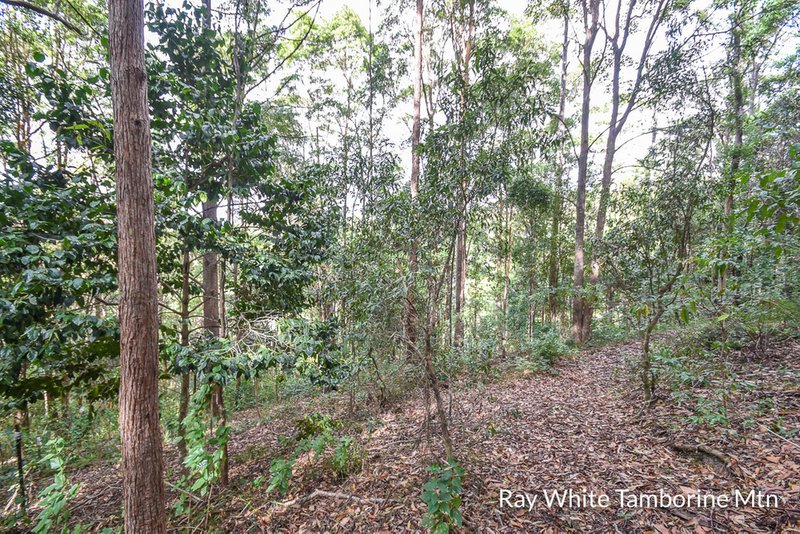 Photo - Tamborine Mountain QLD 4272 - Image 8