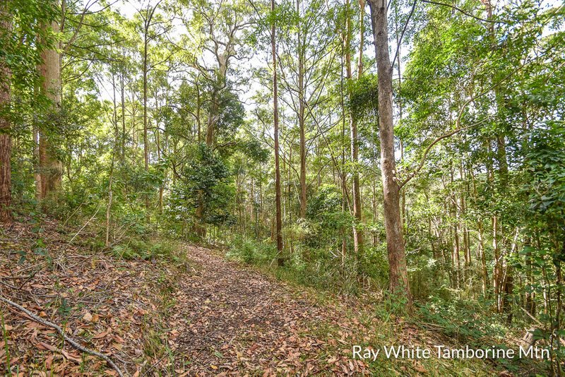 Photo - Tamborine Mountain QLD 4272 - Image 11