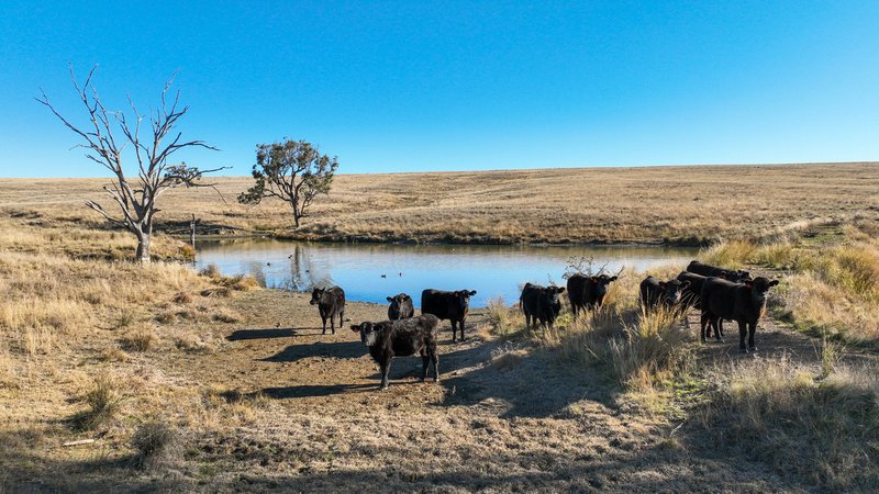 Photo - Tarwarri Lindsay'S Gap Road, Tamworth NSW 2340 - Image 8