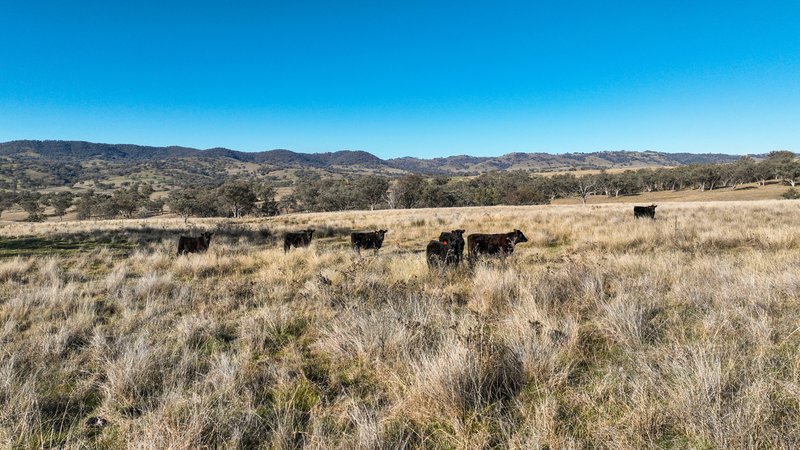 Photo - Tarwarri Lindsay'S Gap Road, Tamworth NSW 2340 - Image 23