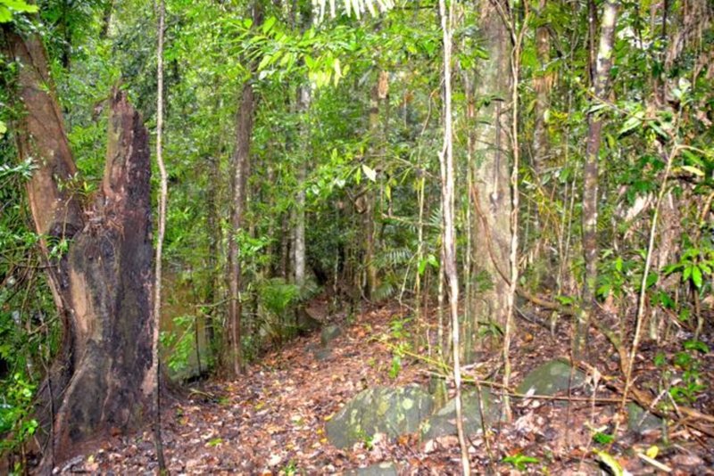 Photo - Tarzali QLD 4885 - Image 2