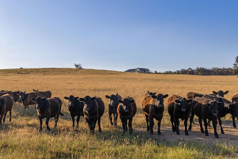 Photo - "Ten Mile" 1296 Wargeila Road, Yass NSW 2582 - Image 21