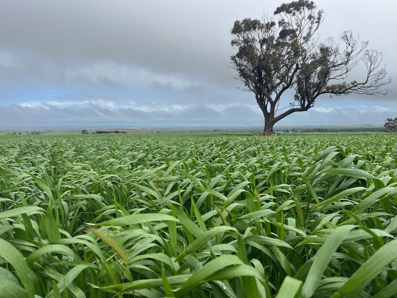 Photo - . 'The Dam Block' , Cunderdin WA 6407 - Image 3