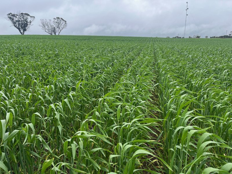 Photo - . 'The Dam Block' , Cunderdin WA 6407 - Image 9