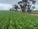 Photo - . 'The Dam Block' , Cunderdin WA 6407 - Image 4