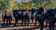 Photo - 'The Grove' 635 Grove Creek Road, Trunkey Creek NSW 2795 - Image 11