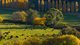 Photo - 'The Grove' 635 Grove Creek Road, Trunkey Creek NSW 2795 - Image 19