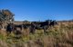Photo - 'The Grove' 635 Grove Creek Road, Trunkey Creek NSW 2795 - Image 27