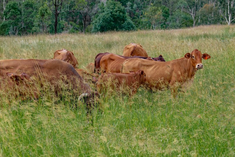 Photo - 'The Pinch' 55 Emerson Road, Taromeo QLD 4314 - Image 21