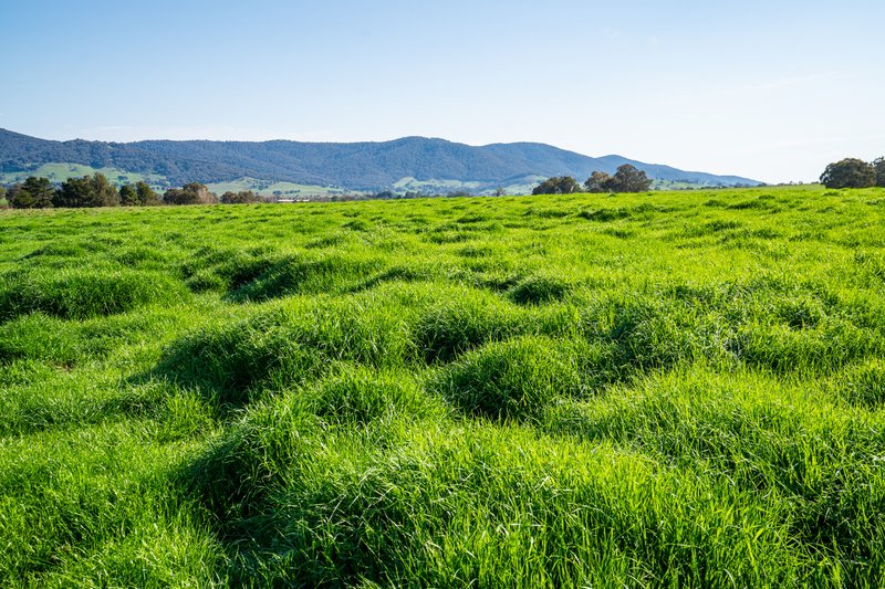 Photo - 'The Point' Craven Road, Allans Flat VIC 3691 - Image 9