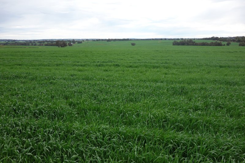 Photo - The Springs 170 Groves Road, Dumberning WA 6312 - Image 14