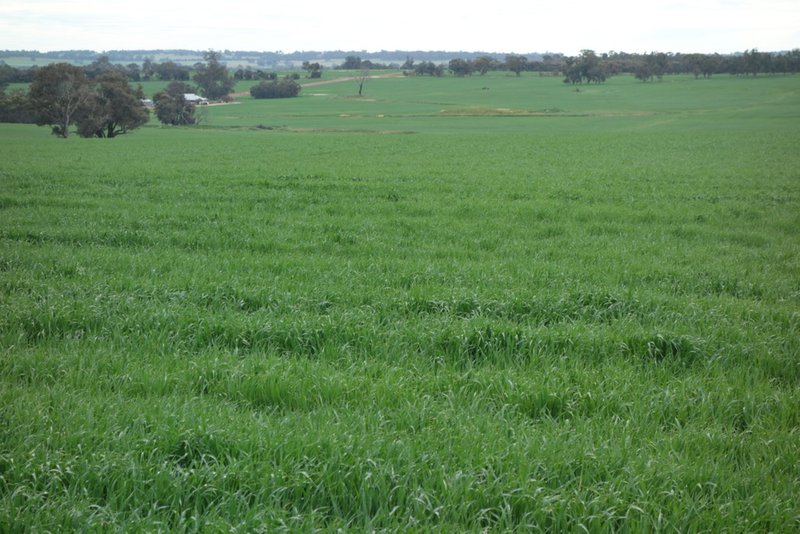 Photo - The Springs 170 Groves Road, Dumberning WA 6312 - Image 15